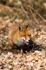 RED FOX vulpes vulpes, ADULT WITH A KILL, EUROPEAN RABBIT, NORMANDY IN FRANCE