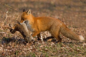 RED FOX vulpes vulpes, ADULT WITH A KILL, EUROPEAN RABBIT, NORMANDY IN FRANCE