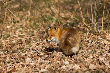 RED FOX vulpes vulpes, ADULT, NORMANDY IN FRANCE