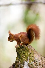 RED SQUIRREL sciurus vulgaris, ADULT HOLDING HAZELNUT IN MOUTH, NORMANDY IN FRANCE