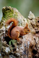 RED SQUIRREL sciurus vulgaris, ADULT EATING HAZELNUT, NORMANDY IN FRANCE