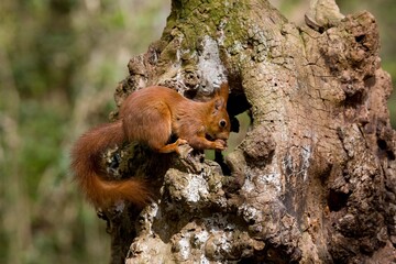 RED SQUIRREL sciurus vulgaris, ADULT EATING HAZELNUT, NORMANDY IN FRANCE