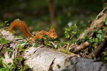 RED SQUIRREL sciurus vulgaris, ADULT STANDING ON BRANCH, NORMANDY IN FRANCE