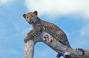LEOPARD panthera pardus, CUB STANDING ON BRANCH