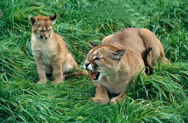 COUGAR puma concolor, MOTHER GROWLING WITH CUB