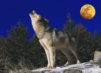 EUROPEAN WOLF canis lupus, ADULT BAYING AT THE MOON