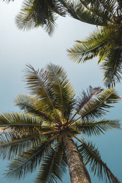 coconut palm tree © Alextokuda