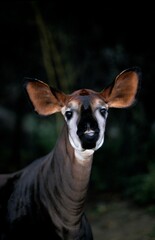 OKAPI okapia johnstoni, PORTRAIT OF ADULT
