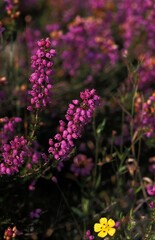 HEATHER IN SOLOGNE, A FRENCH REGION