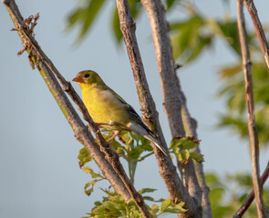 American Goldfinch female on the tree.