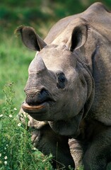 Fototapeta premium INDIAN RHINOCEROS rhinoceros unicornis, PORTRAIT OF FEMALE