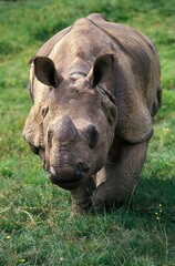 Obraz premium INDIAN RHINOCEROS rhinoceros unicornis, FEMALE
