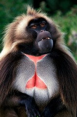 GELADA BABOON theropithecus gelada, PORTRAIT OF MALE