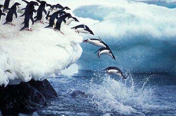 ADELIE PENGUIN pygoscelis adeliae, COLONY ON PAULET ISLAND, GROUP LEAPING INTO OCEAN, ANTARTICA