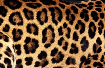 LEOPARD panthera pardus, CLOSE-UP OF FUR