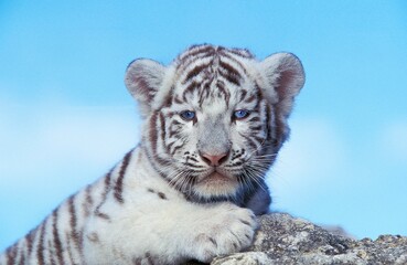 WHITE TIGER panthera tigris, CUB STANDING ON ROCK