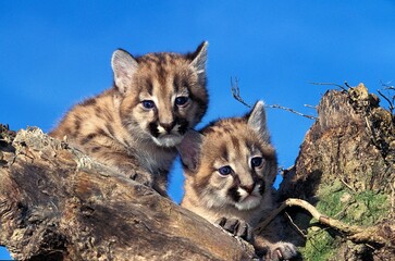 COUGAR puma concolor, CUB STANDING ON STUMP