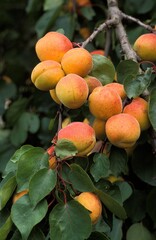 APRICOTS prunus armeniaca ON BRANCH
