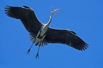 GREY HERON ardea cinerea, ADULT IN FLIGHT, CARRYING NESTING MATERIAL IN BEAK, CAMARGUE IN FRANCE