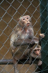 CAPTIVE MACAQUE, FEMALE WITH BABY IN CAGE