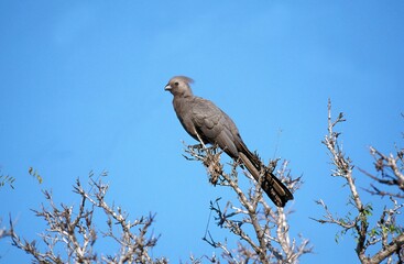 Fototapeta premium GREY GO-AVAY BIRD OR GREY LOURIE corythaixoides concolor, ADULT STANDING ON BRANCH, KRUGER PARK IN NAMIBIA
