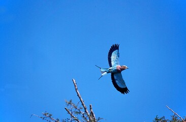 LILAC BREASTED ROLLER coracias caudata, ADULT IN FLIGHT, TANZANIA