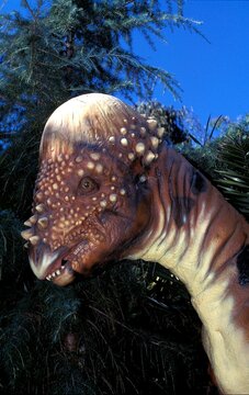 PACHYCEPHALOSAURUS, THICK-SKULLED HERBIVOROUS ORNITISCHIAN DINOSAUR FROM THE LATE CRETACEOUS PERIOD