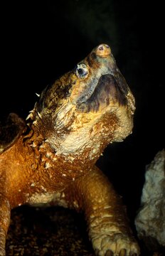 ALLIGATOR SNAPPING TURTLE macroclemys temminckii, PORTRAIT OF ADULT