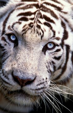 WHITE TIGER panthera tigris, HEAD CLOSE-UP OF ADULT