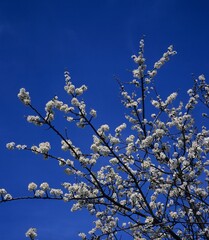CHERRY-PLUM TREE, NORMANDY IN FRANCE