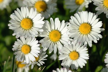 DAISY bellis perennis © slowmotiongli