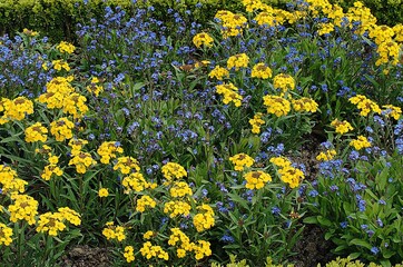 FLOWERBED WITH FORGET ME NOT AND WALLFLOWERS