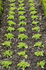 GARDEN WITH BATAVIA SALAD lactuca sativa