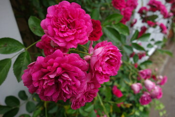 屋外に咲いたピンクの薔薇の花
