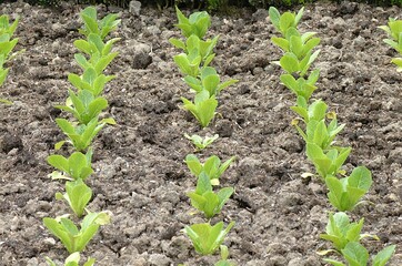 GARDEN WITH ROMANA SALAD lactuca sativa