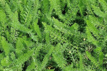 YARROW achillea millefolium, NORMANDY IN FRANCE © slowmotiongli