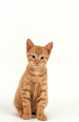 Obraz premium CZERWONY KOTEK, KOCIĘCIE SIEDZĄCE NA BIAŁYM TLE