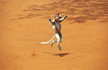 VERREAUX'S SIFAKA propithecus verreauxi, ADULT HOPPING ACROSS OPEN GROUND, BERENTY RESERVE, MADAGASCAR © slowmotiongli