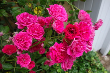 屋外に咲いたピンクの薔薇の花