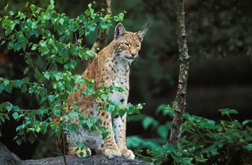 EUROPEAN LYNX felis lynx, ADULT ON ROCK