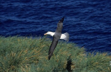 BLACK-BROWED ALBATROSS diomedea melanophris, ADULT IN FLIGHT, DRAKE PASSAGE IN ANTARCTICA