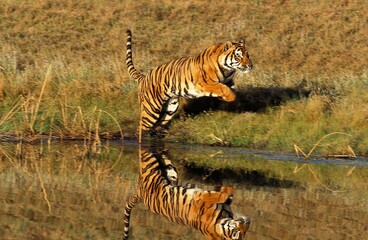 Fototapeta premium BENGAL TIGER panthera tigris tigris, ADULT RUNNING NEAR WATER