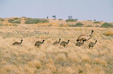 Fototapeta premium EMU dromaius novaehollandiae, FEMALE WITH CHICK WALKING IN BUSH, AUSTRALIA