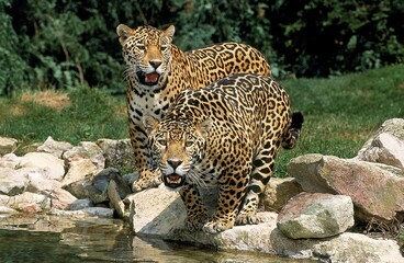 JAGUAR panthera onca, ADULTS AT WATERHOLE