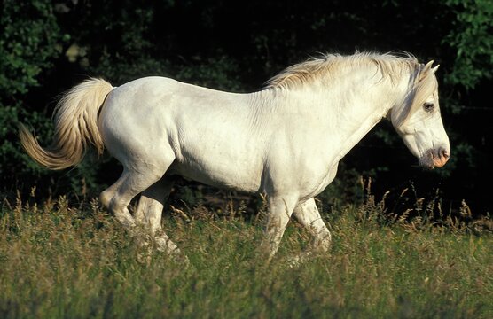 CAMARGUE HORSE, ADULT IN MEADOW, CAMARGUE IN FRANCE