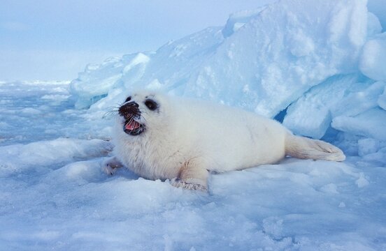 HARP SEAL pagophilus groenlandicus, PUP CALLING FOR MOTHER ON ICEFIELD, MAGDALENA ISLAND IN CANADA