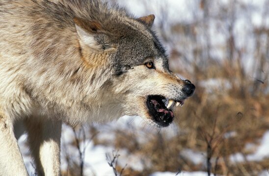 NORTH AMERICAN GREY WOLF canis lupus occidentalis, ADULT WITH KILL IN THREAT POSTURE, CANADA