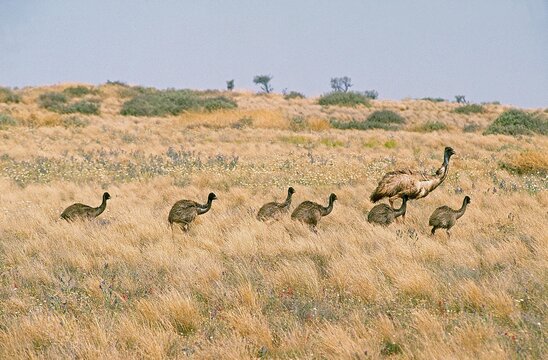 EMU dromaius novaehollandiae, FEMALE WITH CHICK WALKING IN BUSH, AUSTRALIA