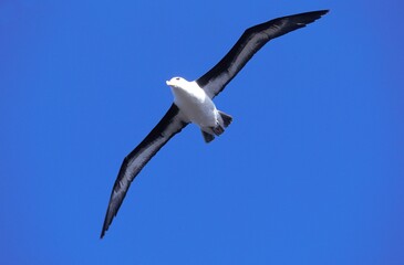 BLACK-BROWED ALBATROSS diomedea melanophris, ADULT IN FLIGHT, DRAKE PASSAGE IN ANTARCTICA