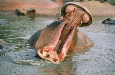 Fototapeta premium HIPPOPOTAMUS hippopotamus amphibius, ADULT THREAT DISPLAYING WITH OPENED MOUTH, VIRUNGA PARK, CONGO